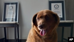 En esta imagen de archivo, Bobi, un ejemplar de pura raza de Rafeiro do Alentejo portugués, posa para una foto con los certificados del Guinness World Record que lo acreditan como el perro más viejo, en su casa en Conqueiros, en el centro de Portugal, el 20 de mayo de 2023.