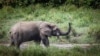 FILE - A wild elephant is seen at Langoue Bai near Makokou, Gabon, April 26, 2019. Farmers in the border regions of Cameroon, Gabon and Equatorial Guinea are struggling to fight off wild elephants destroying their crops, in some cases forcing farmers off their land.
