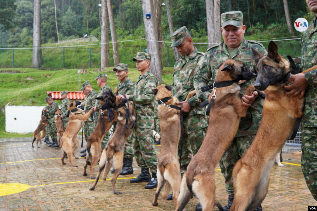 Actualmente el ejército de Colombia entrena cuatro razas en diferentes especialidades: pastores belgas malinois, labradores, golden retriever y border collie. [Foto: Johan Reyes, VOA]. &nbsp;
