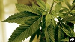 Marihuana