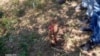 Kwakhiwa Ilitshe eTsholotsho Lokukhumbula Abatshiselwa Endlini yi5th Brigade eTsholotsho 