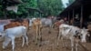 India Cattle Disease
