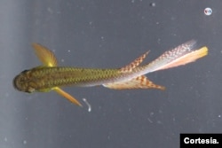 Los huevos de esta especie se pueden mantener en un estado de latencia, incluso hasta por tres años sin importar que los peces adultos desaparezcan y cuando nacen, comienza nuevamente el ciclo. [Foto de cortesía]