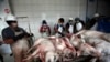 Propuesta de ley en defensa de los animales causa revuelo en Ecuador