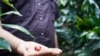 Un productor venezolano muestra los frutos de sus plántulas de café, en el estado Miranda