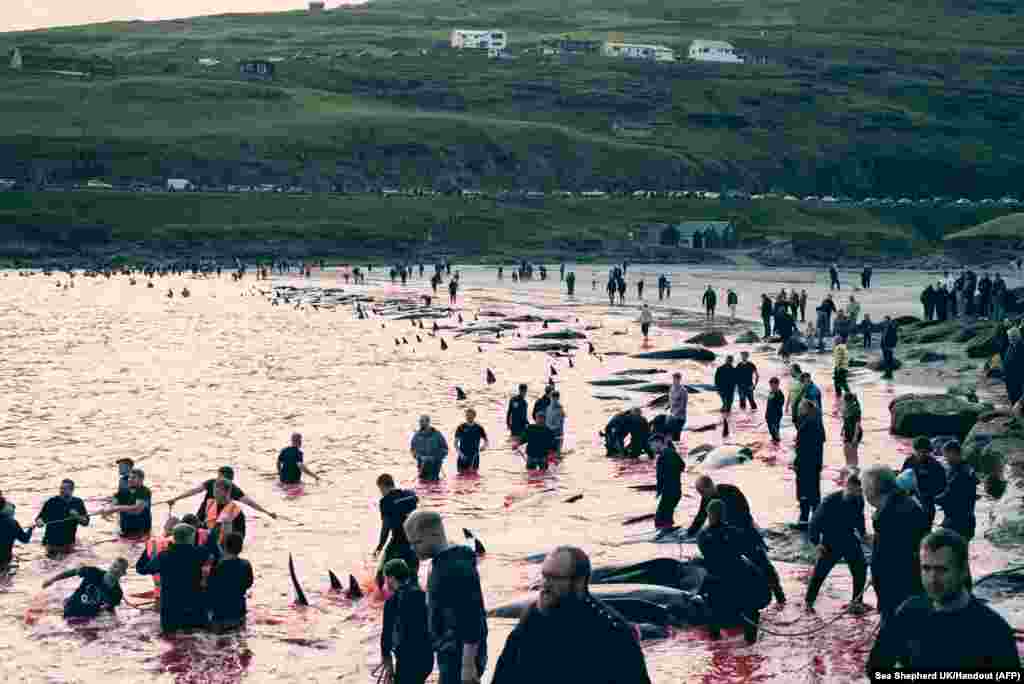 This handout picture released by Environmental NGO Sea Shepherd UK shows people hunting dolphins in Leynar, Denmark, June 14, 2023.