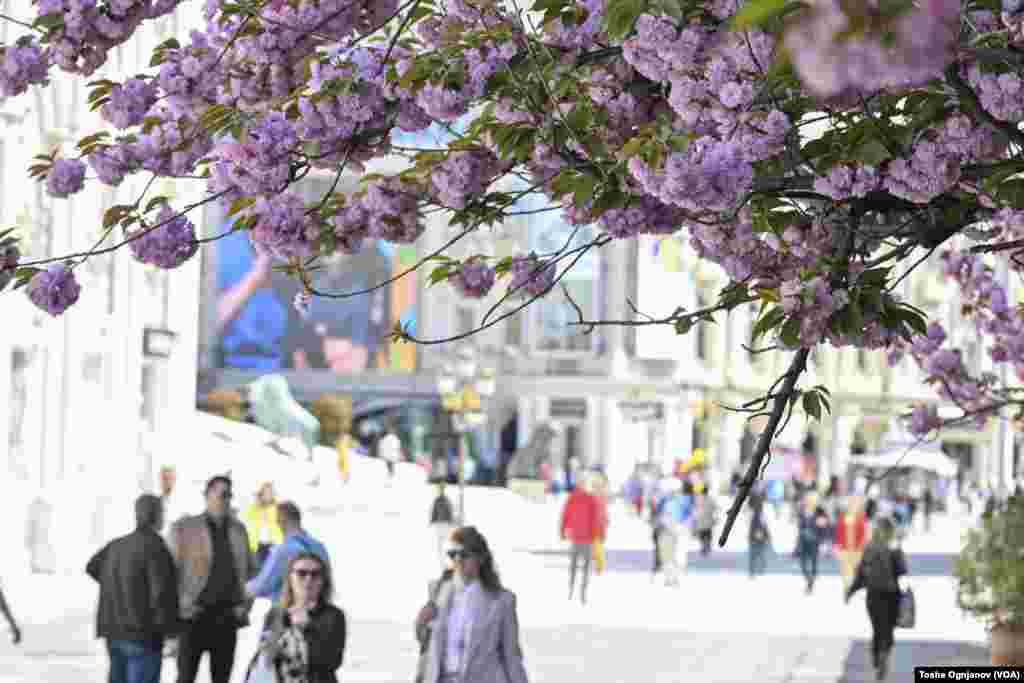 Cherry blossom in Skopje, North Macedonia, 04.04.2024