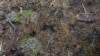 Brazil Amazon Deforestation Drops 34% in Lula’s First 6 Months 