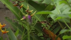 Centro de reproducción de especies silvestres en Amazonía ecuatoriana busca fortalecer la conservación
