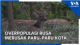 YT Thumb - Liputan BERITA/EKONOMI/TEKNO - Liputan BERITA