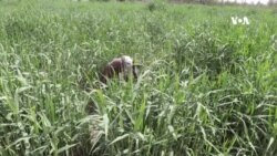 په کندهار کې د نۍ کښت ښه نتیجه ورکړې ده