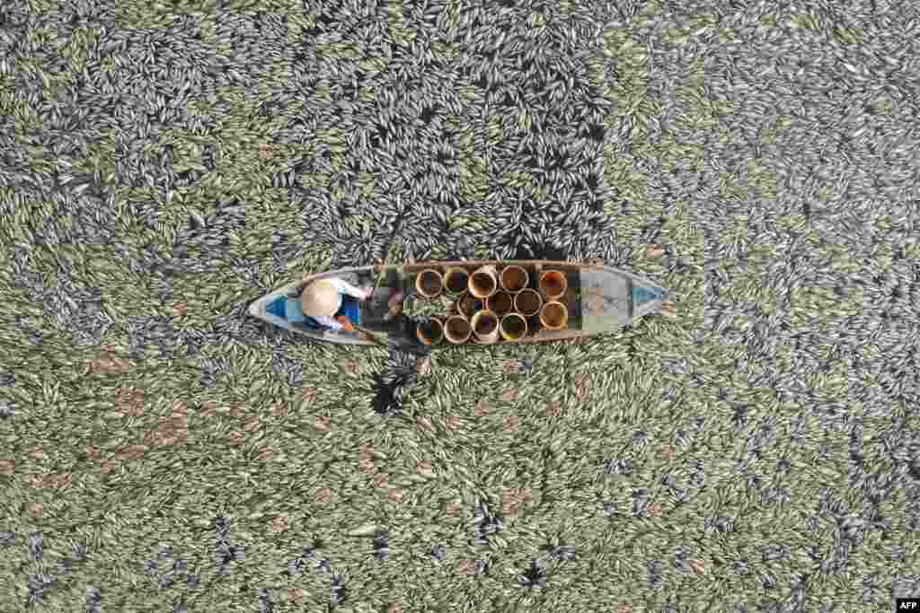 This aerial photo shows a fisherman collecting dead fish caused by renovation works and the ongoing hot weather conditions from a reservoir in southern Vietnam's Dong Nai province, April 30, 2024. Hundreds of thousands of fish have died in a reservoir in southern Vietnam's Dong Nai province, with locals and media reports suggesting the brutal heatwave and lake's management are to blame. 