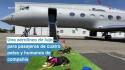 Una aerolínea de lujo para pasajeros de cuatro patas y humanos de compañía