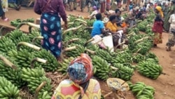 Murisanga