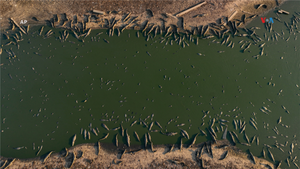 Un grupo de caimanes en el río casi seco de Bento Gomes en la zona húmeda del Pantanal cerca de Poconé, en el estado de Mato Grosso, Brasil, el 15 de noviembre de 2023. 