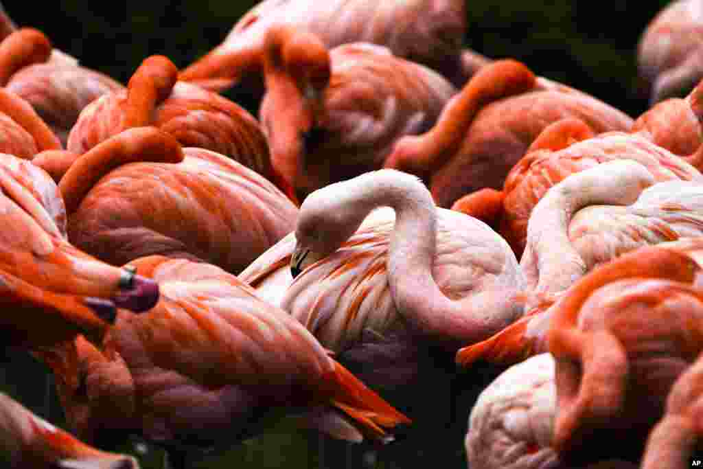 Flamingos in their enclosure at the Tierpark zoo in Berlin, Germany.