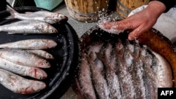 Un poissonnier se prépare à saler et à mettre en tonneau du mulet connu en Égypte sous le nom de "fessikh" dans un magasin de la ville de Navarre, près de Mansoura, dans le delta du Nil, au nord de l'Égypte.