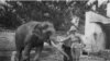 Bhutan Elephants in Lhasa( The photo the British Library)
