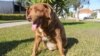 ¿Cómo luce el perro más longevo del mundo que cumplió 31 años según el récord Guinness?