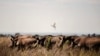 SAFRICA-ENVIRONMENT-CONSERVATION-rhinocéros