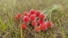 La Flor de Inírida, la planta que nace en territorio indígena colombiano e inspiró la imagen de la COP16 