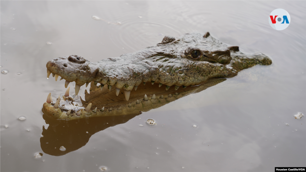 En promedio, los cocodrilos tienen entre 84 y 70 dientes. Una de las principales características de sus piezas dentales es que son muy afiladas.