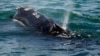 Groups Demand Urgent Rules to Protect Whales from Ships