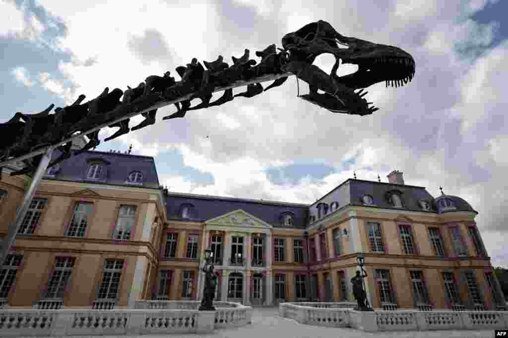 This photograph shows part of an Apatosaurus' dinosaur skeleton named "Vulcain," displayed at the Dampierre castle prior to an auction in Dampierre-en-Yvelines, south of Paris, France.