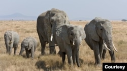 Le parc de Hwange, d'une superficie de quelque 14.600 km2, abrite environ 50.000 éléphants