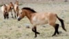 First Evidence of Horseback Riding Dates back 5,000 Years