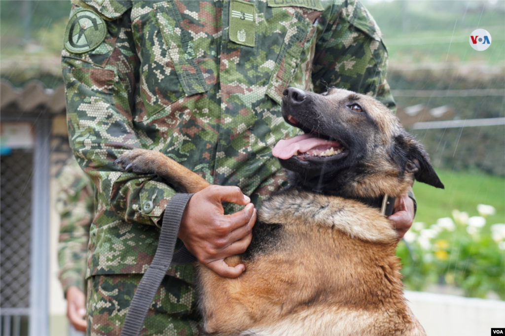 El vínculo que desarrollan el soldado y el perro es tan grande que Cristian David Lara Cuarán, el militar que adiestró a Wilson, no ha abandonado su búsqueda en la selva amazónica desde que se perdió el 18 de mayo. [Foto: Johan Reyes, VOA]. &nbsp;