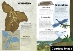 Pages from "When Dinosaurs Conquered The Skies," by O’Connor and Brzozowska, copyright © 2022. (Reproduced by permission of the publisher, words & pictures, an imprint of The Quarto Group, Beverly, MA)