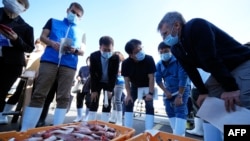2023年10月19日，国际原子能机构(IAEA)专家团队与中国、韩国和加拿大的科学家在日本福岛县磐城市久野滨港观察即将被采样的鱼。