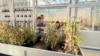 Scientists Explore How to Grow Crops on Mars