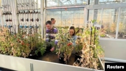 Researchers Wieger Wamelink and Rebeca Goncalves harvest tomatoes, carrots and peas that were grown in Mars regolith simulant. (Rebeca Goncalves/Handout via REUTERS)
