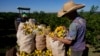 Disease, extreme weather push up orange juice prices