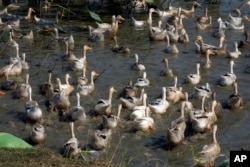 Ducks swim in a pond in a Snoa village farm outside Phnom Penh, Cambodia, Thursday, Feb. 23, 2023. (AP Photo/Heng Sinith)