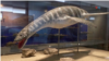 Elasmosaurio: un gigante del pasado intriga a paleontólogos en las costas de Chile