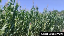 Matebeleland South Irrigation