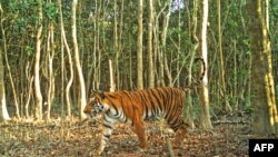 ফাইল- বাংলাদেশের বন বিভাগ থেকে প্রকাশিত এই হ্যান্ড আউট ছবিতে দেখা যাচ্ছে বাংলাদেশের সুন্দরবনের কাছে বাগেরহাট জেলার শরণখোলার বনের ভিতর দিয়ে হেঁটে যাচ্ছে বেঙ্গল টাইগার। এপ্রিল ১১,২০১৮। 