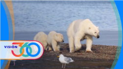 Visión 360: Osos polares son empujados a la costa 