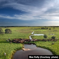 Cattle and ranchers at Blackbeard Ranch in Myakka City, Florida. (Courtesy photo from Max Kelly)
