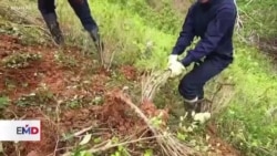 Giro de Colombia en la política antidrogas. ¿Está funcionando?