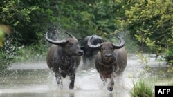 Divlji bivoli trče kroz poplavne vode u rezervatu za divlje životinje Pobitora, nekih 55 km od Guwahatija, glavnog grada sjeveroistočne države Assam, 28. juna 2012.
