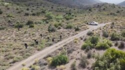 Le spekboom, un atout précieux pour la réhabilitation des sols arides en Afrique du Sud