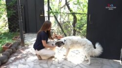 «Լուրջ գործով զբաղվի». անտուն կենդանիներին բուժողը. Մի կնոջ պատմություն