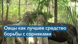 Там, где встречались Рейган и Горбачев, овцы едят полынь 