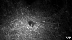 Echidna berparuh panjang Attenborough ditemukan di pegunungan Cyclops, Provinsi Papua dalam foto bertanggal 22 Juli 2023 dan dirilis 9 November 2023. (Handout / EKSPEDISI CYCLOPS / AFP).