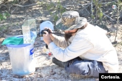 La especie vive entre dos a cinco meses en su hábitat natural y en acuario con dieta controlada y condiciones adecuadas puede llegar hasta más de un año. [Foto de cortesía]