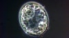 Scientists Remove Gene in Human Embryos to See What It Does